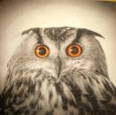 049 Eulen - 3-lagig - Paper Design